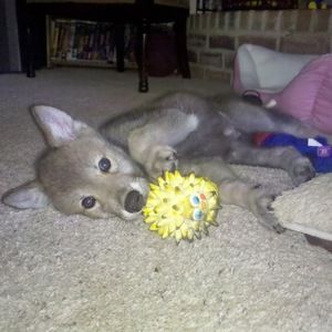 Meet your Posher, Cynda